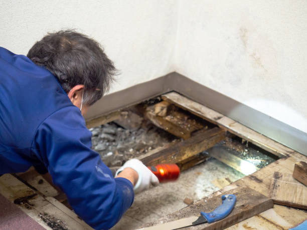 Best Bathroom Mold Remediation in Como, MS