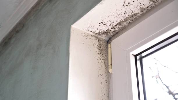 Best Residential Mold Remediation in Como, MS