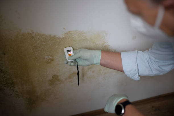 Best Industrial Mold Remediation in Como, MS