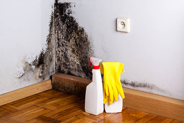 Trusted Como, MS Mold Remediation Experts