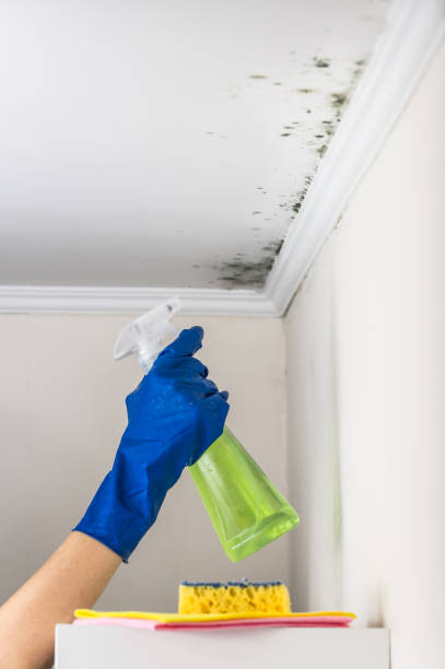 Best White Mold Remediation in Como, MS